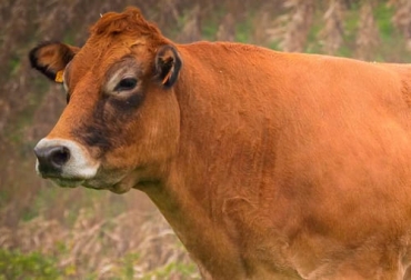 Esta raza bovina era una de las más importantes de Europa hace muchas décadas, por eso la están relanzando. Foto: facebook.com/TVAGRO ganadería, ganadería colombia, noticias ganaderas, noticias ganaderas colombia, contexto ganadero, ganadería, ganadería ambiente, raza parthenaise, animales de raza parthenaise, raza bovina parthenaise, razas francesa parthenaise, bondades raza parthenaise