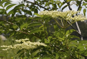 La revisión documentaria de trabajos hechos con sauco en SSP encontró que eleva la producción de leche en vacas y aumenta las ganancias de peso. Foto: infopastosyforrajes.com Sauco sistemas silvopastoriles, sauco, Sambucus nigra, Sauco ganadería, Tilo en predios ganaderos, sauco en sistemas silvopastoriles, sauco cercas vivas, sauco alimento para el ganado, sauco en Colombia, sauco ganadería Colombia, ventajas del sauco, beneficios sauco, sistemas silvopastoriles en clima frío, ganado bovino, ganadería bovina, carne, leche, ganaderos, ganaderos colombia, ganado, vacas, vacas Colombia, bovinos, Ganadería, ganadería colombia, noticias ganaderas, noticias ganaderas colombia, CONtex