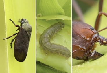 Las plagas de estos tres tipos de insectos pueden acabar con sus pastos y generar graves pérdidas económicas en su ganadería. Foto: invesa.com - deanimalia.com Mión de los pastos, gusano cogollero, hormiga cortadora, plagas insectos, insectos pastos, insectos ganadería, insectos pastos Colombia, insectos que afectan los pastos en los llanos orientales, cómo controlar insectos, ganado bovino, ganadería bovina, carne, leche, ganaderos, ganaderos colombia, ganado, vacas, vacas Colombia, bovinos, Ganadería, ganadería colombia, noticias ganaderas, noticias ganaderas colombia, CONtexto ganadero, contextoganadero