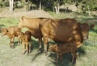 Las especies nativas como el uvito, el guácimo son fuente de proteína que ayudan a los animales en sur requerimientos alimenticios. Foto: larepublica.co Ganadería, ganadería colombia, noticias ganaderas, noticias ganaderas colombia, CONtexto ganadero, suplementación, suplementacion de bovinos, suplementación de bovinos sin concentrados, concentrados bovinos, suplementación bovinos con plantas, uvito, Guácimo, florecita blanca, especies nativas