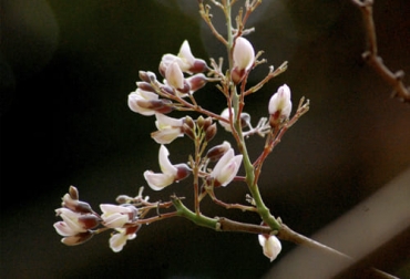Varios estudios destacan el uso de la planta conocida como jabín o chijol para alimentación del ganado bovino. Foto: es.wikipedia.org Piscidia piscipula ganadería, chijol, jabín, barbasco, barbasco como insecticida, barbasco beneficios y contraindicaciones, barbasco colombia, barbasco planta venenosa, barbasco pdf, barbasco animales, planta tóxica ganado, ganado bovino, ganadería bovina, carne, leche, ganaderos, ganaderos colombia, ganado, vacas, vacas Colombia, bovinos, Ganadería, ganadería colombia, noticias ganaderas, noticias ganaderas colombia, CONtexto ganadero, contextoganadero