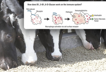 La adición de betaglucanos a las vacas en periodo de parto puede contribuir a mejorar su sistema inmune y el de sus crías una vez se alimentan con calostro. Foto: procampo.com.ec - progressivedairy.com Betaglucanos vacas, betaglucanos ganado bovino, betaglucanos en vacas lecheras, qué son betaglucanos, uso de betaglucanos en bovinos, β-glucanos, mejorar inmunidad en vacas, inmunidad en ganado bovino, ganado bovino, ganadería bovina, carne, leche, ganaderos, ganaderos colombia, ganado, vacas, vacas Colombia, bovinos, Ganadería, ganadería colombia, noticias ganaderas, noticias ganaderas colombia, CONtexto ganadero, contextoganadero