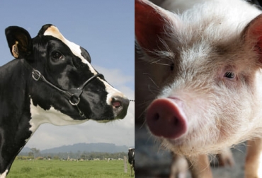 De acuerdo a la Bolsa Mercantil de Chicago, la baja de la carne porcina y el ganado vivo tiene relación con la escasez de trabajadores en mataderos. Foto: Fedegán FNG - todocarne.es ganadería, ganadería colombia, noticias ganaderas, noticias ganaderas colombia, contexto ganadero, ganadería, futuro de la carne, futuro del ganado en pie, futuro de la carne de cerdo, baja en el consumo de carne, baja en el consumo de cerdo