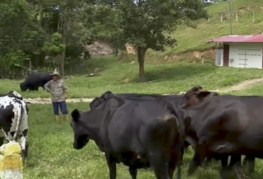 El cruce entre diferentes razas para el sistema doble propósito ha dado buenos resultados en esta finca del nordeste antioqueño. Foto: Captura de pantalla del video youtube.com/watch?v=EesX6Rg1aXI del canal de youtube La Finca de Hoy San Roque, Antioquia, cruce, razas, producción, doble propósito, cualidad, necesidad, holstein, brahman, gyr, rendimiento, animales, volumen, peso, longevidad, girolando, cría, leche, carne, adaptabilidad, ambientes extremos, capacidad reproductiva, toro, angus, vacas F1, destete, pasto, ceba, ganadería, ganadería Colombia, noticias ganaderas Colombia, contexto ganadero