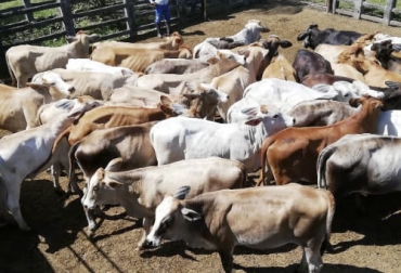 No solo la edad se constituye como un criterio confiable para decidir si la vaca está lista para ser madre por primera vez. Foto: ganaderia.win Ganadería, ganadería colombia, noticias ganaderas, noticias ganaderas colombia, CONtexto ganadero, gestación, tiempo de gestacion de una vaca, tardanza en la gestacion de una vaca, adelanto en el parto de una vaca, parto de una vaca, preñez en novillas primerizas, tiempo de preñez novillas