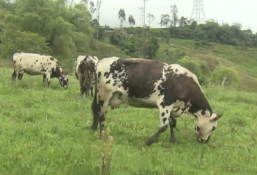 La ganadería regenerativa es implementada en la finca La Arracachera con el fin de tener una producción amigable con el medio ambiente y que brinde bienestar y confort a los animales. Foto: Captura de pantalla del video youtube.com/watch?v=hi4iARz2fHY del canal de youtube TvAgro rabajo familiar con ganadería regenerativa