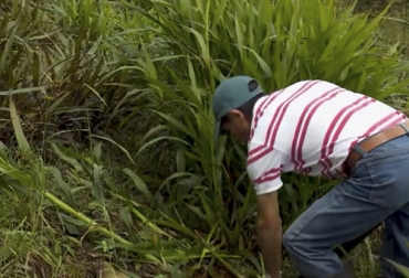 El manejo de nueve tipos de pastos en una sola finca permite asegurar un adecuado alimento para el ganado en cualquier época y reducir los costos al evitar el alimento concentrado. Foto: Captura de pantalla del video youtube.com/watch?v=oU48n65GDV4 del canal de youtube La finca de hoy pastos, nativos, sembrados, rentabilidad, Producción, leche, concentrado, alimento, carga, potreros, pastoreo, suelos, vacas, ladera, finca, carretón, kikuyo, dátil, poa, raigrás, pasto azul, aragua, mano de obra, costos, proteína, pasto de corte, fibra, carbohidrato, Ganadería, ganadería colombia, noticias ganaderas colombia, CONtexto ganadero