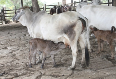Integrar la cría a la actividad de levante y ceba para tener el ciclo completo es una alternativa que se abre paso entre los ganaderos del país. Foto: ganaderiaproductivaymaslimpia.com cría, levante, ceba, ganaderos, reposición, animales, negocio, actividad, la magnolia, oferta, demanda, vientres, exportación, carne, animales en pie, inventario, hembras, vacas, machos, toros, rentable, mercados, Ganadería, ganadería colombia, noticias ganaderas colombia, CONtexto ganadero