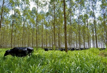 La iniciativa contará con una partida de USD 100 millones. Foto: gov.br Ganadería, ganadería colombia, noticias ganaderas, noticias ganaderas colombia, CONtexto ganadero, Iica, fondo verde del clima, ganaderia america latina, COP26, compromisos cop26