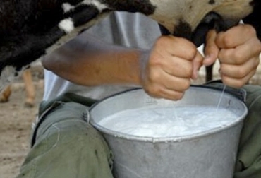 El estudio busca estrategias para limitar la pérdida de nitrógeno de los campos dedicados a la producción lechera. Foto: radioangulo.cu Ganadería, ganadería colombia, noticias ganaderas, noticias ganaderas colombia, CONtexto ganadero, cambio climatico, cambio climatico leche, lecheria adaptada al cambio climatico, mundo agropecuario,