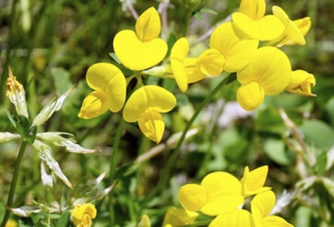 El lotus es una leguminosa de tierra fría que se constituye en una alternativa de forraje para el ganado de leche logrando un aumento en su producción. Foto: pregonagropecuario.com lotus, gramínea, leguminosa, pastura, leche, Producción, trópico alto, contaminación, metano, gases de efecto invernadero, Medio Ambiente, nitrógeno, nutrición, proteína, grasa, propagación, esquejes, semilla, humedad, suelo, óxido nitroso, sostenibilidad, establecimiento, tallo, grosor, surcos, cal, pastoreo, Ganadería, ganadería colombia, noticias ganaderas colombia, CONtexto ganadero