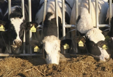 Uno de los puntos claves en las novillas de reemplazo es es analizar el funcionamiento de los animales y que estos no presenten deficiencias porque de ser así, no deben ser seleccionados. Foto: infortamboandina.co Ganadería, ganadería colombia, noticias ganaderas, noticias ganaderas colombia, CONtexto ganadero, animales de reemplazo, novillas de reemplazo, caracteristicas novillas de reemplazo, recomendaciones novillas de reemplazo