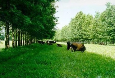 La disposición de pasturas o especies leñosas en callejones brinda diversos beneficios que se pueden aprovechar bajo corte o bajo pastoreo. Foto: sgpwe.izt.uam.mx Árboles y arbustos dispersos en potreros, pasturas en callejones ventajas y desventajas, cultivo en callejones, árboles para sistemas silvopastoriles, importancia de los sistemas silvopastoriles, componentes de un sistema silvopastoril, sistema silvopastoril multiestrato, ganado bovino, ganadería bovina, carne, leche, ganaderos, ganaderos colombia, ganado, vacas, vacas Colombia, bovinos, Ganadería, ganadería colombia, noticias ganaderas, noticias ganaderas colombia, CONtexto ganadero, contextoganadero