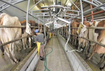 Los investigadores se decidieron por dos razas para completar el impulso Holstein de producir grandes cantidades de leche: la Montebeliarde y la Red. Foto: iica.int ganadería, ganadería colombia, noticias ganaderas, noticias ganaderas colombia, contexto ganadero, ganadería, ProCROSS, técnica de cruzamiento, producir más leche con menos productos