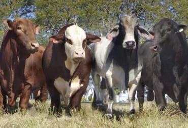 Los métodos de selección de pie de cría son por pedrigree, por mérito individual y por comportamiento de la descendencia. Foto: CAptura de pantalla del video youtube.com/watch?v=eNPD0hpVjYM del canal de youtube Videos producción animal ganadería, ganadería colombia, noticias ganaderas, noticias ganaderas colombia, contexto ganadero, ganadería, pie de cria, pie de cria bovinos, selección de bovinos, selección de pie de cria en bovinos, aspectos tener en cuenta pie de cria bovina