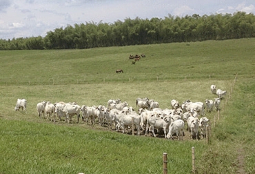 Utilizando el sistema Voisin en la rotación de potreros se consiguen ahorros importantes y un mejor desempeño de los animales. Foto: engormix.com Voisin, pastoreo, Pradera, pastos, estrella, brachiaria, alimentación, forraje, manejo, eficiencia, hato, productividad, división de potreros, identificación, registro, aforo, suelos, Producción, rendimiento, costo, rentabilidad, malezas, control, Ganadería, ganadería colombia, noticias ganaderas colombia, CONtexto ganadero