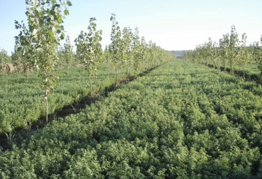 Los investigadores del CIAT compararon la rentabilidad de los sistemas basados en diferentes arreglos. Foto: inta.gob.ar Aspectos económicos sistemas silvopastoriles, ingresos, costos, gastos, inversiones, Sistemas silvopastoriles, SSP, economía sistemas silvopastoriles Colombia, inversión en sistemas silvopastoriles, rentabilidad, ganado bovino, ganadería bovina, carne, leche, ganaderos, ganaderos colombia, ganado, vacas, vacas Colombia, bovinos, Ganadería, ganadería colombia, noticias ganaderas, noticias ganaderas colombia, CONtexto ganadero, contextoganadero