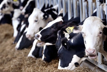 La cantidades de una ración de suplemento son: tres bultos concentrado comercial, dos bultos de maíz, un bulto de semilla de algodón. Foto: zoovetesmipasion.com Conozca la mezcla perfecta para crear un suplemento que mejore la producción lechera