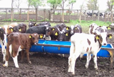 Brindar suplemento a los terneros lactantes es una forma de contribuir a un desarrollo más rápido con el consecuente efecto en rentabilidad. Foto: inta.gob.ar suplementación, beneficios, ternero, lactante, vaca, destete, déficit forrajero, épocas secas, INTA, argentina, estado corporal, ganancia diaria, peso al destete, desempeño reproductivo, proteínas, consumo, energia, úrea, acidosis, almidón, estrés, dieta, Ganadería, ganadería colombia, noticias ganaderas colombia, CONtexto ganadero