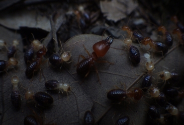 Las termitas están en todo el proceso de descomposición de material vegetal de los bosques. Foto: José Daniel Castro Torres - Unimedios. Ganadería, ganadería colombia, noticias ganaderas, noticias ganaderas colombia, CONtexto ganadero, termitas, termitas en ganaderia, termitas para recuperar el suelo, recuperar suelo degradados, como recuperar el suelo degradado, alternativas para recuperar suelos degradados, suelos degradados por ganaderia, agencia de noticias un,
