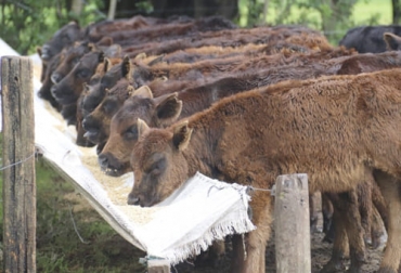 Con un destete precoz se libera a las vacas de los requerimientos de lactancia al menos 45 días antes que finalice el servicio. Foto: primianutricion.com.ar Destete precoz sistema cría