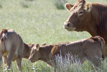 El tiempo de gestación se puede ver alterado por otras circunstancias como la edad de la madre, si es una gestación gemelar o hasta el mismo sexo de la próxima cría. Foto: gestacionde.com Ganadería, ganadería colombia, noticias ganaderas, noticias ganaderas colombia, CONtexto ganadero, gestación, tiempo de gestacion de una vaca, tardanza en la gestacion de una vaca, adelanto en el parto de una vaca, parto de una vaca