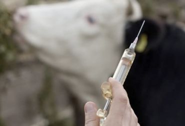 Recuerde que a la hora de administrar antibióticos a sus animales, se debe hacer únicamente bajo la orientación de un profesional y no se debe exagerar en su uso. Foto: valoragregadoagro.com Antibióticos resistencia humanos, antibióticos, antibióticos en el ganado, retiro de antibióticos en el ganado, detectar antibióticos en animales antes del sacrificio, uso de antibióticos en los animales, antibióticos ganadería, ganado bovino, ganadería bovina, carne, leche, ganaderos, ganaderos colombia, ganado, vacas, vacas Colombia, bovinos, Ganadería, ganadería colombia, noticias ganaderas, noticias ganaderas colombia, CONtexto ganadero, contextoganadero