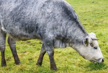 Gracias a los esfuerzos gubernamentales de las autoridades de Letonia, hoy la vaca de pelaje azul tiene mayor población a nivel mundial. Foto: lacuarta.com ganadería, ganadería colombia, noticias ganaderas, noticias ganaderas colombia, contexto ganadero, ganadería, raza de pelo azul, raza de pelo azul via de extinción, raza de plo azul icono nacional, caracteristicas vacas de raza de pelo azul