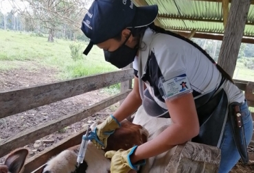 El ciclo contempla 19 proyectos locales en los municipios de los departamentos de La Guajira, Cesar, Norte de Santander, Arauca, el municipio de Cubará en el departamento de Boyacá y Vichada. Foto: Fedegán Colombia, fiebre aftosa, Venezuela, ciclo adicional de vacunación, riesgo de ingreso del virus, vacas, vacas Colombia, lechería, bovinos, ganadería bovina, ganadería bovina Colombia, noticias ganaderas, noticias ganaderas Colombia, contextoganadero