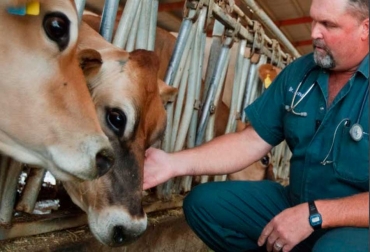 La piedra angular del Programa ‘Farm Animal Care’ es el papel del veterinario que trabaja con los productores. Foto: todolecheria.com Ganadería, ganadería colombia, noticias ganaderas, noticias ganaderas colombia, CONtexto ganadero, leche, ganadería de leche, bienestar animal en fincas de leche, jamie jonke, todo lecheria, indicadores bienestar animal en ganaderia, indicadores bienestar animal en ganaderia de leche