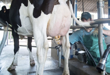 Temas como la sanidad, los registros, el cuidado del ambiente, forman parte de las buenas prácticas de una producción lechera. Foto:: gob.mx Buenas Prácticas, producción de leche, ordeño, animales, calidad, inocuidad, lácteo, Trazabilidad, control, rentabilidad, acompañamiento, ICA, Brucelosis, tuberculosis, sistematización, hato, registros, capacitación, personal, desinfección, enfermedades, vacunación, medicamentos, consumidores, Recursos Naturales, pastos, bovinos, Infraestructura, Ganadería, ganadería colombia, noticias ganaderas colombia, CONtexto ganadero