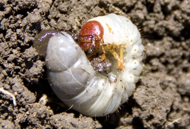 Los gusanos blancos son las larvas de especies como los escarabajos y pueden ocasionar graves daños en los pastos si no se controlan a tiempo. Foto: repository.agrosavia.co Gusano blanco, gusano blanco pastos, gusano, chiza, mojojoy, larvas de escarabajos, gusanos blancos ganadería, gusanos blancos Agrosavia, gusano blanco césped, crecimiento pastos, plagas de los pastos, coleópteros, ganado bovino, ganadería bovina, carne, leche, ganaderos, ganaderos colombia, ganado, vacas, vacas Colombia, bovinos, Ganadería, ganadería colombia, noticias ganaderas, noticias ganaderas colombia, CONtexto ganadero, contextoganadero