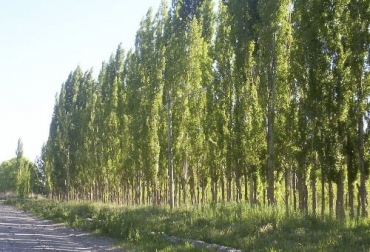Las cortinas o barreras rompevientos ayudan a contrarrestar la erosión eólica, pero deben seguirse algunas recomendaciones para hacer más eficaz este arreglo. Foto: infopastosyforrajes.com tipos de cortinas rompevientos, cortinas rompevientos pdf, arboles para cortinas rompevientos, cortinas rompevientos artificiales, objetivos de las cortinas rompevientos, beneficios de las cortinas rompevientos, tipos de arboles rompevientos, ganado bovino, ganadería bovina, carne, leche, ganaderos, ganaderos colombia, ganado, vacas, vacas Colombia, bovinos, ganadería colombia, noticias ganaderas, noticias ganaderas colombia, CONtexto ganadero, contextoganadero