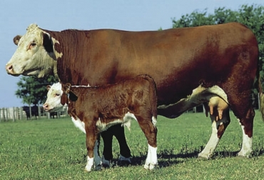 En las fincas de carne, el destete hiperprecoz se hace cuando el animal tiene 60 a 70 kg de peso. Foto: IPCV Argentina Ganadería, ganadería colombia, noticias ganaderas, noticias ganaderas colombia, CONtexto ganadero, destete, destete de terneros, edad de destete, edad de destete de terneros, destete de terneros en ganaderías de carne, destete de terneros en ganaderías de leche, edad destete de terneros ganaderias de carne
