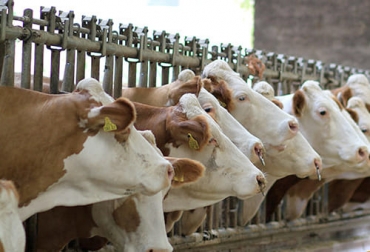 La mala alimentación es una realidad en los sistemas de engorde, porque muchas veces los productores no les brindan a los animales las dietas adecuadas. Foto: sipor-aba.com.mx ganadería, ganadería colombia, noticias ganaderas, noticias ganaderas colombia, contexto ganadero, ganadería, engorde, engorde de bovinos, alimentación engorde de bovinos, errores al engordar bovinos, peso ideal engorde de bovinos, registros para engorde de bovinos