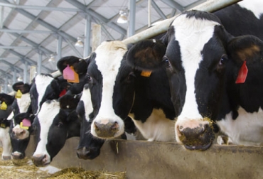 Los ganaderos que quieren hacer mejoramiento genético cuentan con un software que les permite hacer una proyección de lo que puede ser su hato con animales élite. Foto: bmeditores.mx software producción de leche Grupo Empresarial Ganadero