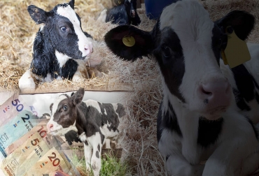 Hay que tener presente que la mayoría de las fincas en el mundo tienen desechos estimados entre el 20 y el 35 %, siendo este un valor que se tener muy presente. Foto: m.vanguardia.com - agrocolun.cl - vacunodeelite.com - infortambo.cl Ganadería, ganadería colombia, noticias ganaderas, noticias ganaderas colombia, CONtexto ganadero, edad al primer parto, cría, cría de ganado, levante de ganado, tacticas para la cría de ganado, recomendaciones para cria de terneros, razas bovinas, peso bovino, influencia peso en edad al primer parto, influencia raza en edad al primer parto