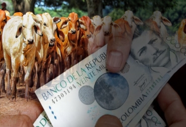 Gracias a esta alianza entre Fedegán y Banco Agrario, los productores podrán tener acceso a genética élite en sus predios. Foto: momento24.co - Fedegán FNG ganadería, ganadería colombia, noticias ganaderas, noticias ganaderas colombia, contexto ganadero, ganadería, Bamco Agrario, Fedegán, alianza Fedegán con Banco Agrario, Embriogan, acceder a embriogan, cómo acceder a embriogan, créditos para embriogán, genética élite