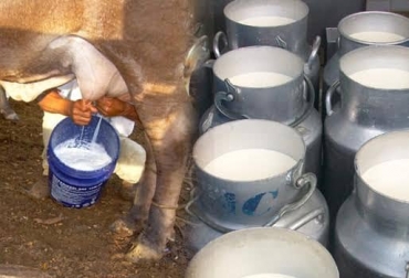 En la Hacienda La Estancia se manejan algunas dietas suplementadas y mantienen controles sobre la producción de leche. Foto: lactoinduccionganasesoressa.blogspot.com - contextoganadero.com ganadería, ganadería colombia, noticias ganaderas, noticias ganaderas colombia, contexto ganadero, ganadería, lechería, lechería especializada, lechería especializada tropico alto, lecheria especializada tropico bajo, estrategia manejo tropico alto, estrategia de manejo tropico alto, produccion de leche, alimentacion bovina, suplementacion bovina