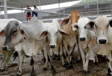 La ganancia de peso, la conversión de alimentos, rendimiento en canal, calidad de carne son los parámetros que determinan qué edad y peso son ideales para sacrificio. Foto: vanguardia.com ganadería, ganadería colombia, noticias ganaderas, noticias ganaderas colombia, contexto ganadero, ganadería, peso ideal para sacrificio, edad ideal para sacrificio, edad ideal para sacrificio en bovinos, peso ideal para sacrificio en bovinos, terneza de la carne, calidad de la carne, rendimiento en canal, conversión alimentaria, ganancia diaria de peso