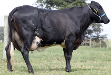 Por su mayor producción de leche frente a otras razas y cruces, el girolando es el animal que mejor funciona en el trópico bajo. Foto: es.tecnologianocampo.com.br Girolando, Gyr, holstein, producción de leche, carne, doble propósito, trópico bajo, F1, razas, cebuínas, taurinos, vaca, toro, venta, precios, destetadas, parásitos, ganado, finca, cruces, preñadas, descalostrados, ingresos, rentabilidad, Ganadería, ganadería colombia, noticias ganaderas colombia, CONtexto ganadero