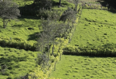 Los setos forrajeros pueden servir como cortinas rompevientos o cercas vivas, con la función adicional de servir como fuente de alimento al ganado. Foto: ganaderiacolombianasostenible.co setos forrajeros, forraje, setos forraje, cercas vivas para fincas en Colombia, plantas para cercas vivas en Colombia, tipos de cercas vivas, barreras rompevientos en la agricultura, cortinas rompevientos, como hacer una cerca viva, ganado bovino, ganadería bovina, carne, leche, ganaderos, ganaderos colombia, ganado, vacas, vacas Colombia, bovinos, ganadería colombia, noticias ganaderas, noticias ganaderas colombia, CONtexto ganadero, contextoganadero