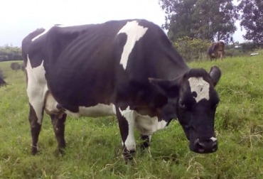 Las causas inmediatas maternas de la distocia hacen referencia a las condiciones anatómicas y fisiológicas de la vaca preñada. Foto: facebook.com/williarroldanvelaskes distocias, causas maternas distocia, causas distocias, distocia en vacas, mutación, vacas, Terneros, costos veterinarios, primerizas, carne, conducto blando, vulva, cérvix, pelvis, Rectificación extremidades, extracción forzada, ganado bovino, ganadería bovina, leche, ganaderos, ganaderos colombia, ganado, vacas Colombia, bovinos, Ganadería, ganadería colombia, noticias ganaderas, noticias ganaderas colombia, CONtexto ganadero, contextoganadero