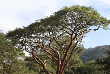 El árbol indio desnudo o resbalamico, que tiene nombres aún más curiosos, puede ser de gran aporte para las ganaderías. Foto: colombia.inaturalist.org arbol bursera simaruba ganaderia