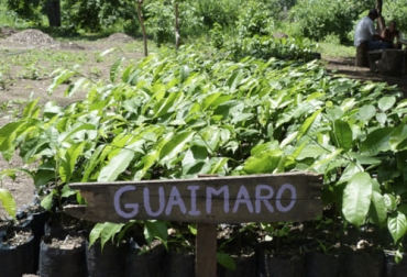 Los estudios han comprobado que el forraje del guáimaro es una alternativa para suministrar a los rumiantes como bovinos y ovinos. Foto: todoesciencia.minciencias.gov.co valor nutricional árbol guáimaro o ramón como alimento bovino