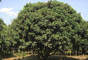 Las propiedades del árbol guáimaro o ramón para su uso en ganadería |  CONtexto ganadero