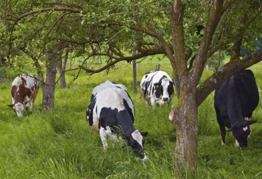 La incorporación de SSP en los predios no se limita a sembrar árboles, sino que debe hacerse a partir de un manejo integral. Foto: agrotendencia.tv vacas comiendo pasto entre arboles