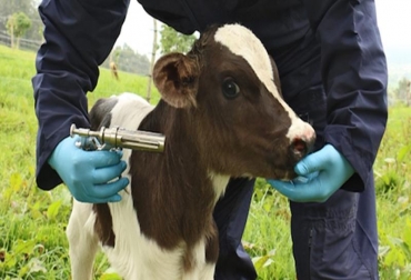 Este evento es un hito para la región de Sudamérica que cuenta con 99 % de los rebaños bovinos libres. Foto: diariolalibertad.com Banco de Antígenos de Fiebre Aftosa