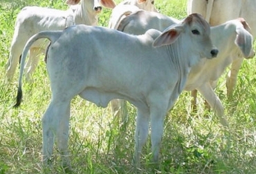 La prueba da un análisis genético completo de los machos y de las hembras y permite predecir su desempeño posterior en condiciones de producción. Foto: CONtexto ganadero. prueba genómica ciclo productivo