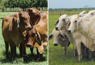 El brahman rojo, a diferencia del gris, tiene una ligera ventaja en cuanto a producción de leche. Foto: Fedegán FNG Diferencias entre el brahman gris y rojo